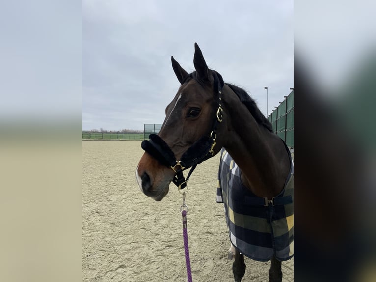 Belgisch Warmbloed Merrie 11 Jaar 168 cm Roodbruin in Vilnius