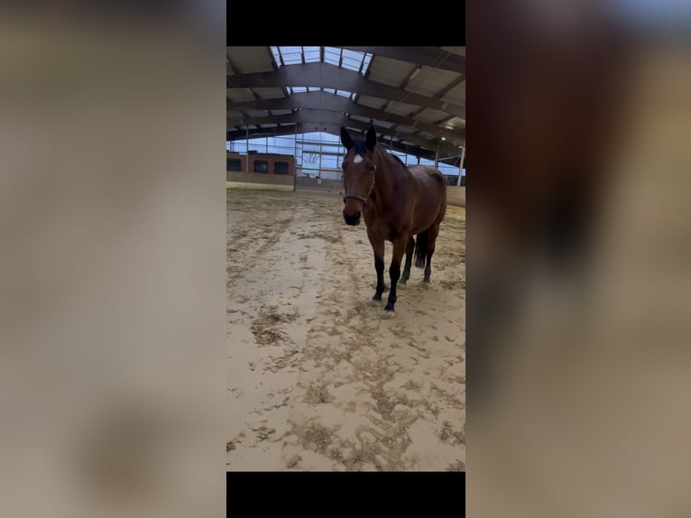 Belgisch Warmbloed Merrie 11 Jaar 170 cm Bruin in Witten