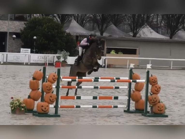 Belgisch Warmbloed Merrie 11 Jaar 171 cm in Milano