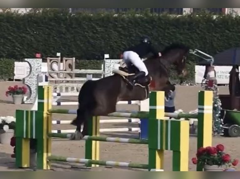 Belgisch Warmbloed Merrie 11 Jaar 171 cm in Milano