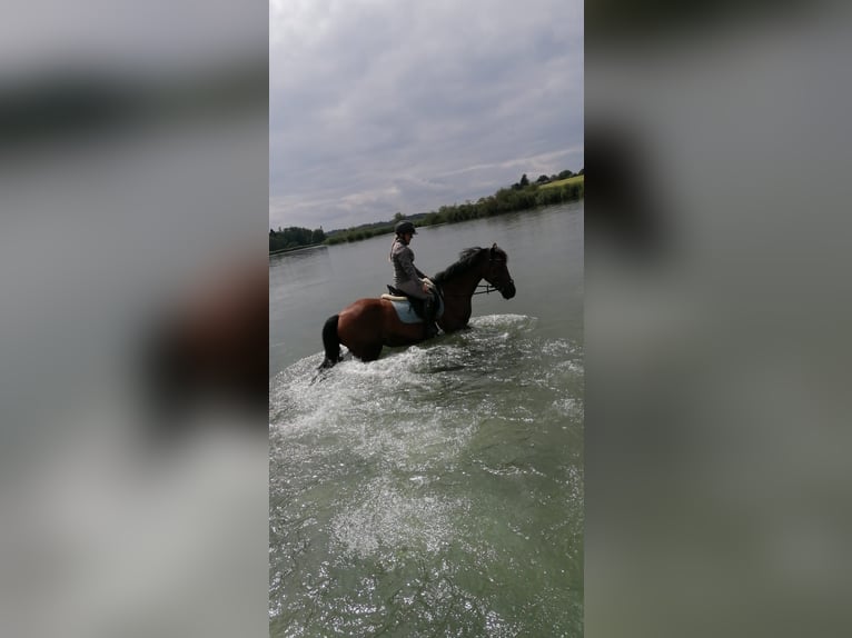 Belgisch Warmbloed Merrie 12 Jaar 161 cm Donkerbruin in Mattighofen