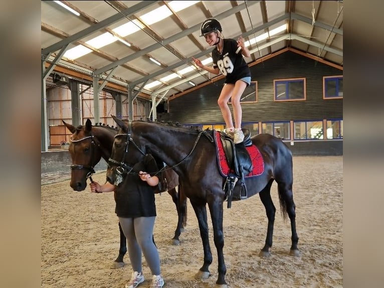 Belgisch Warmbloed Mix Merrie 12 Jaar 161 cm Zwart in Kaldenkirchen