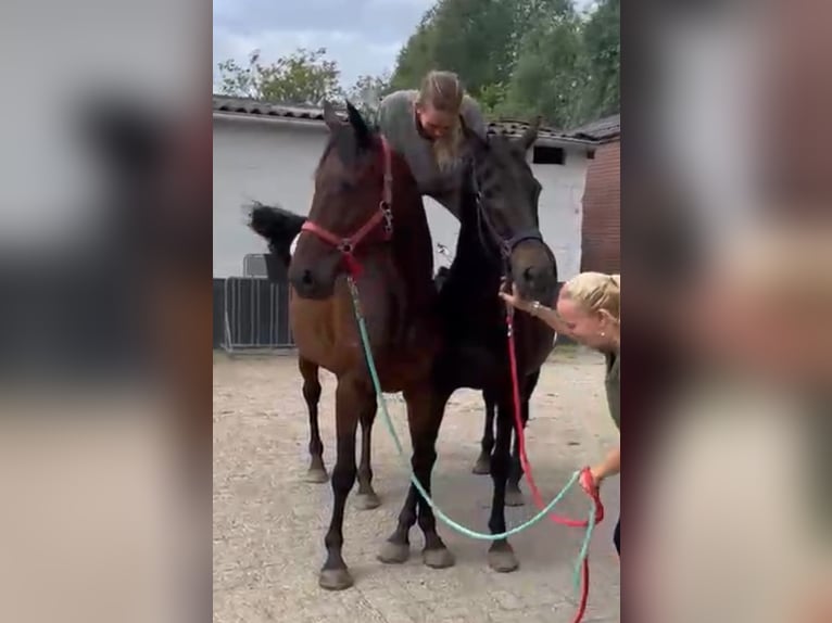 Belgisch Warmbloed Mix Merrie 12 Jaar 161 cm Zwart in Kaldenkirchen