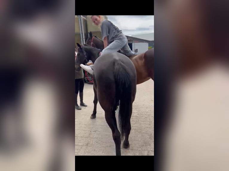 Belgisch Warmbloed Mix Merrie 12 Jaar 161 cm Zwart in Kaldenkirchen