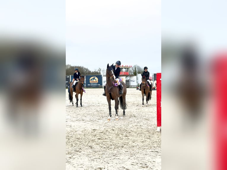 Belgisch Warmbloed Merrie 12 Jaar 164 cm Bruin in nivelles