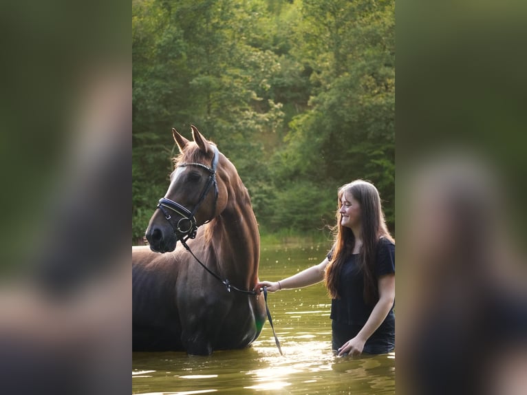 Belgisch Warmbloed Merrie 12 Jaar 168 cm Donkere-vos in Nettersheim