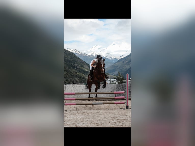 Belgisch Warmbloed Merrie 12 Jaar 170 cm Bruin in Ried-Brig