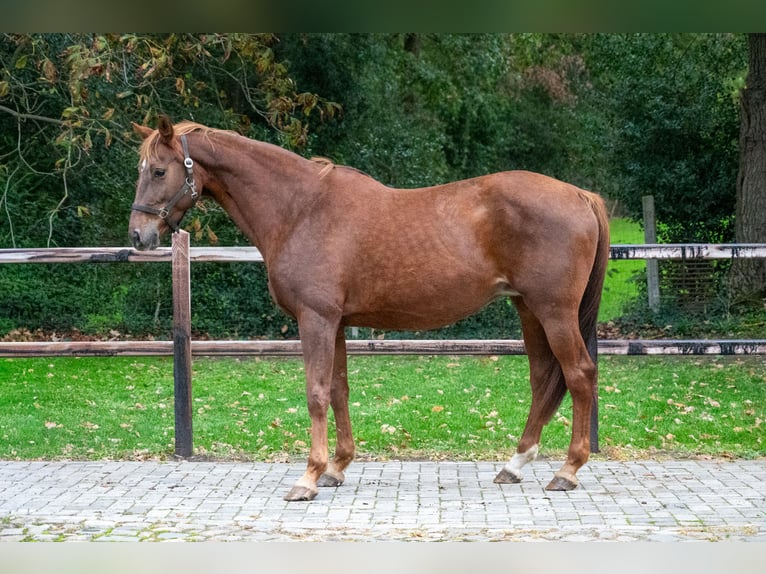 Belgisch Warmbloed Merrie 12 Jaar 173 cm Vos in Kaulille