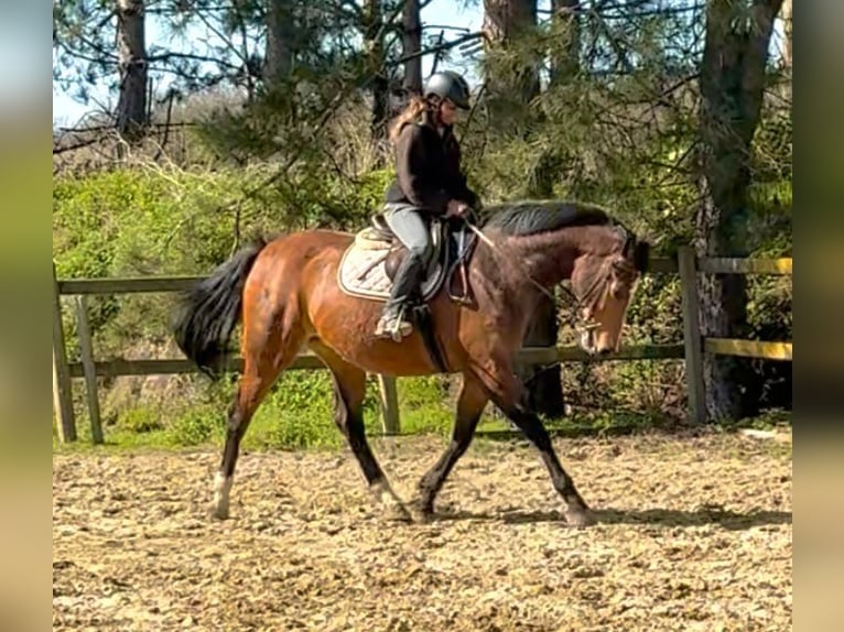 Belgisch Warmbloed Merrie 12 Jaar 175 cm Bruin in Bornem