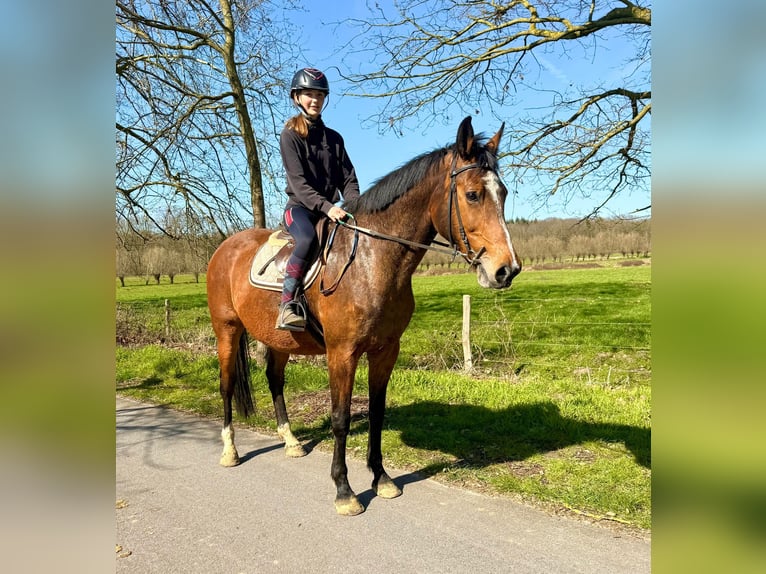Belgisch Warmbloed Merrie 12 Jaar 175 cm Bruin in Bornem