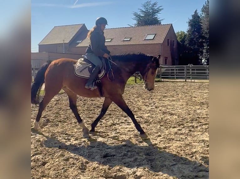 Belgisch Warmbloed Merrie 12 Jaar 175 cm Bruin in Bornem