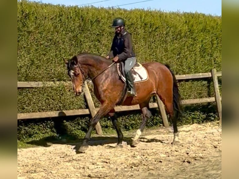 Belgisch Warmbloed Merrie 12 Jaar 175 cm Bruin in Bornem