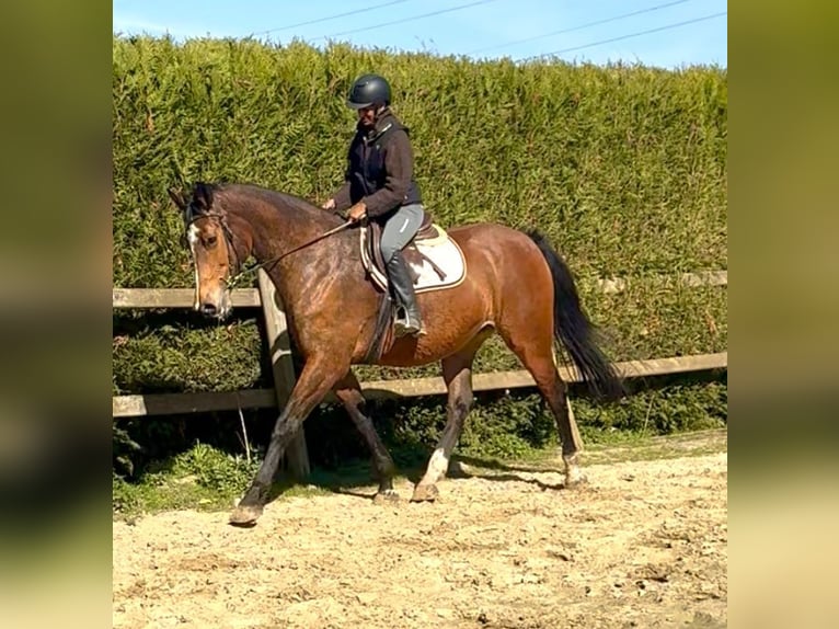 Belgisch Warmbloed Merrie 12 Jaar 175 cm Bruin in Bornem