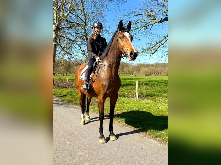 Belgisch Warmbloed Merrie 12 Jaar 175 cm Bruin in Bornem