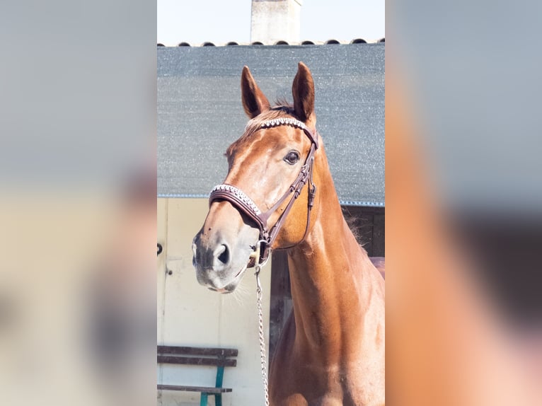 Belgisch Warmbloed Merrie 12 Jaar 178 cm Vos in Chieti