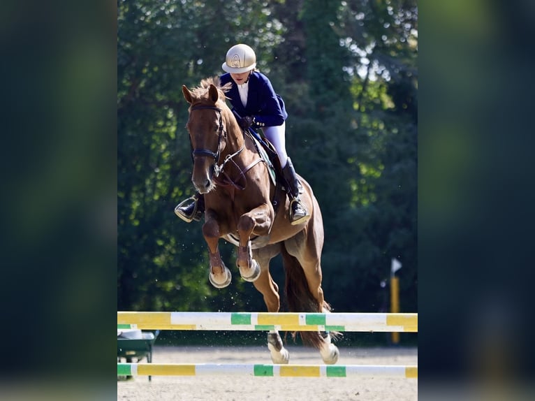 Belgisch Warmbloed Merrie 12 Jaar 178 cm Vos in Chieti