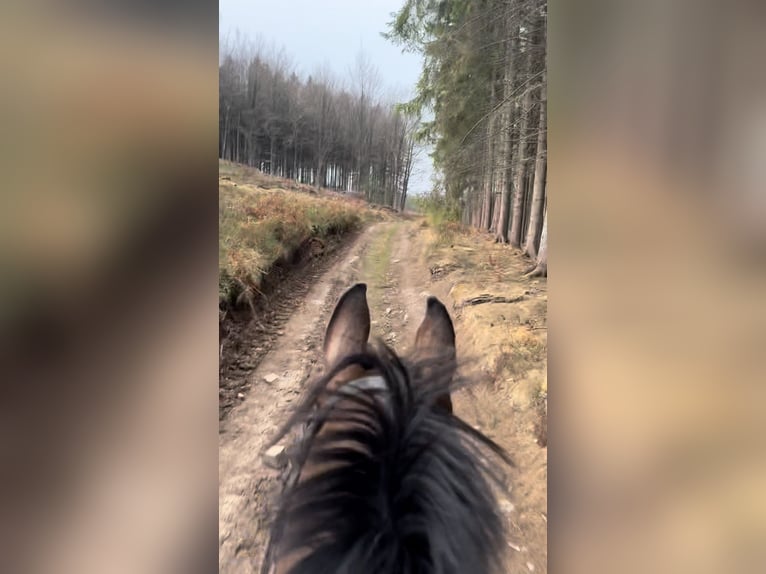 Belgisch Warmbloed Merrie 13 Jaar 160 cm Donkerbruin in Sprimont