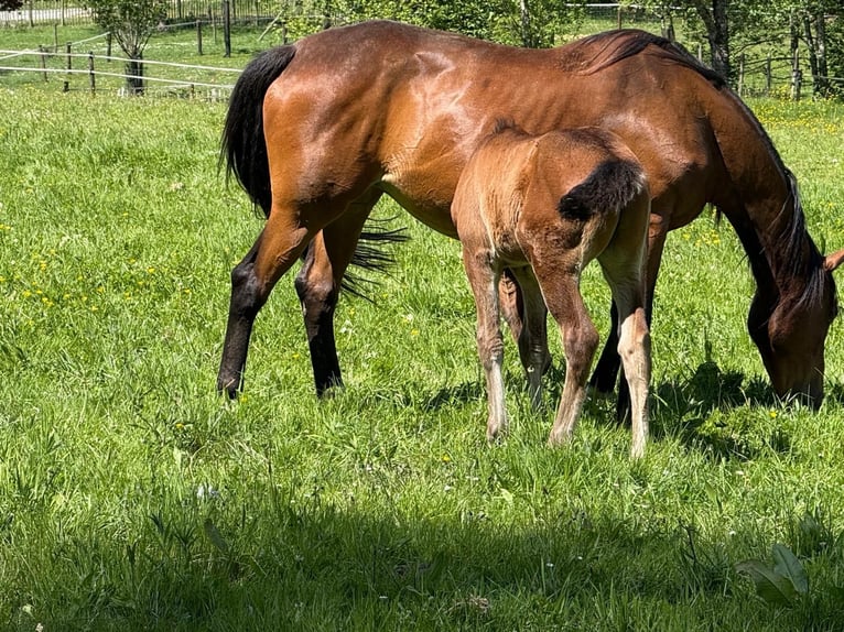 Belgisch Warmbloed Merrie 13 Jaar 160 cm Donkerbruin in Sprimont