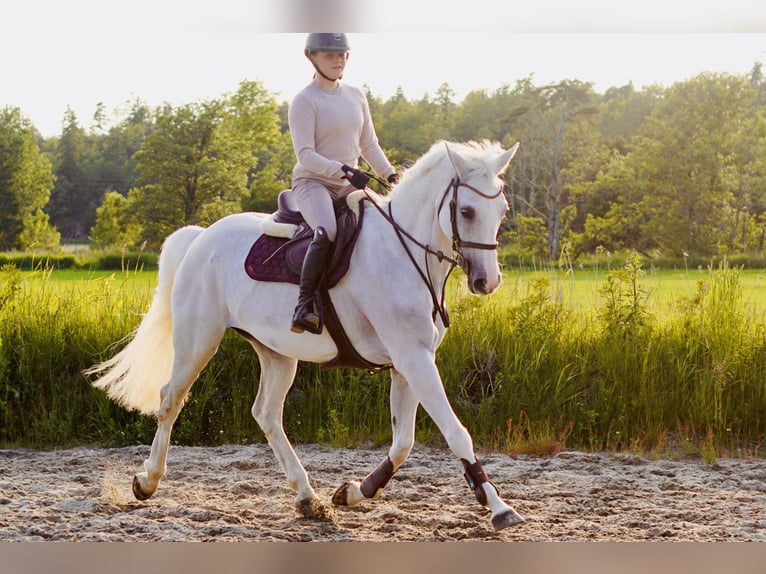 Belgisch Warmbloed Merrie 13 Jaar 163 cm Wit in Sandefjord