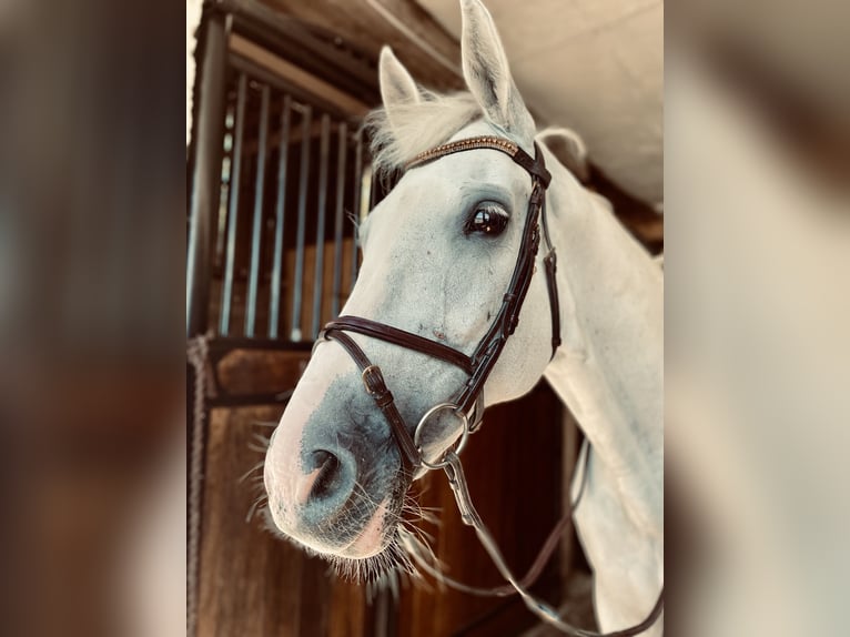 Belgisch Warmbloed Merrie 13 Jaar 163 cm Wit in Sandefjord