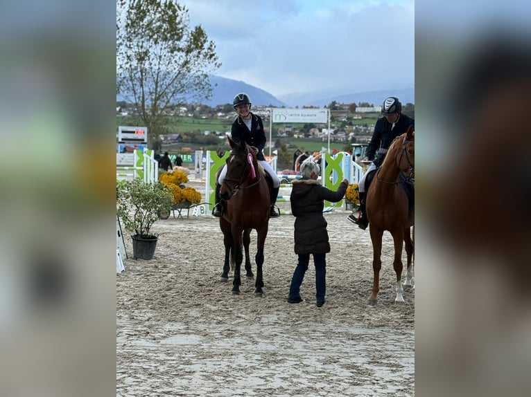 Belgisch Warmbloed Merrie 13 Jaar 168 cm Bruin in Alterswil FR