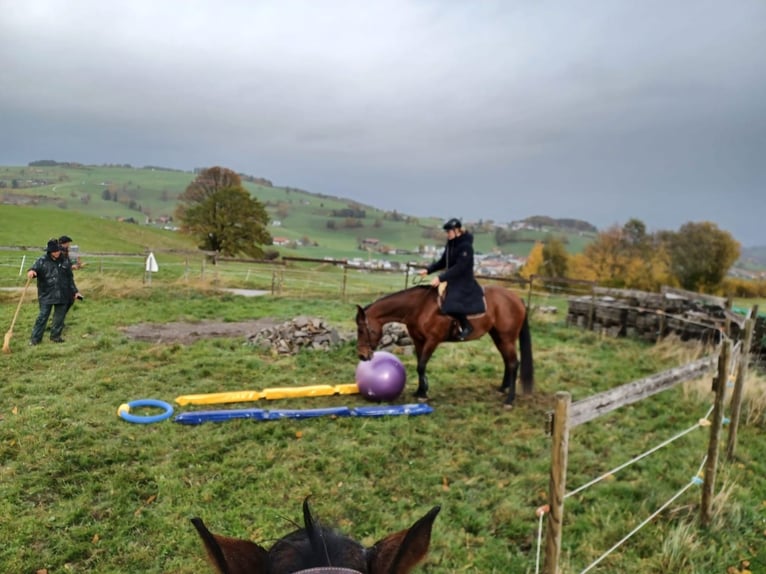 Belgisch Warmbloed Merrie 13 Jaar 168 cm Bruin in Alterswil FR