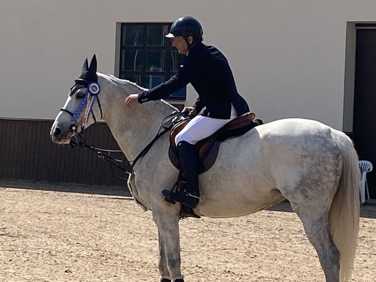 Belgisch Warmbloed Merrie 13 Jaar 168 cm Schimmel in GROTE-BROGEL