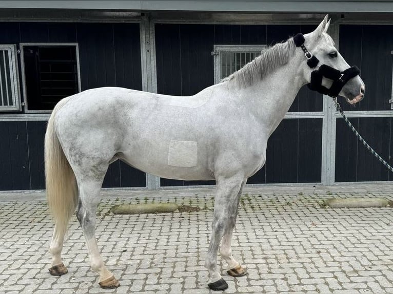 Belgisch Warmbloed Merrie 13 Jaar 168 cm Schimmel in GROTE-BROGEL