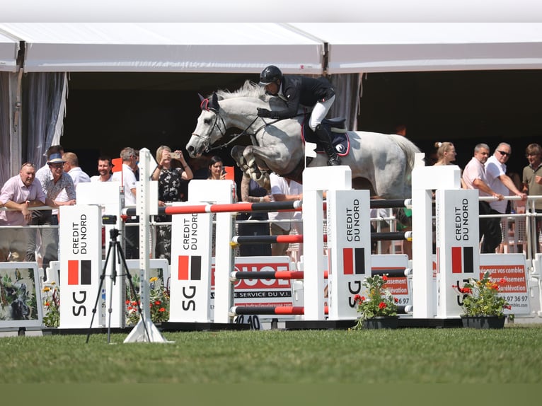 Belgisch Warmbloed Merrie 13 Jaar 168 cm Schimmel in GROTE-BROGEL