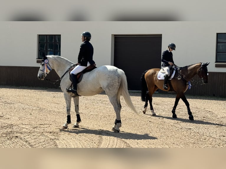 Belgisch Warmbloed Merrie 13 Jaar 168 cm Schimmel in GROTE-BROGEL