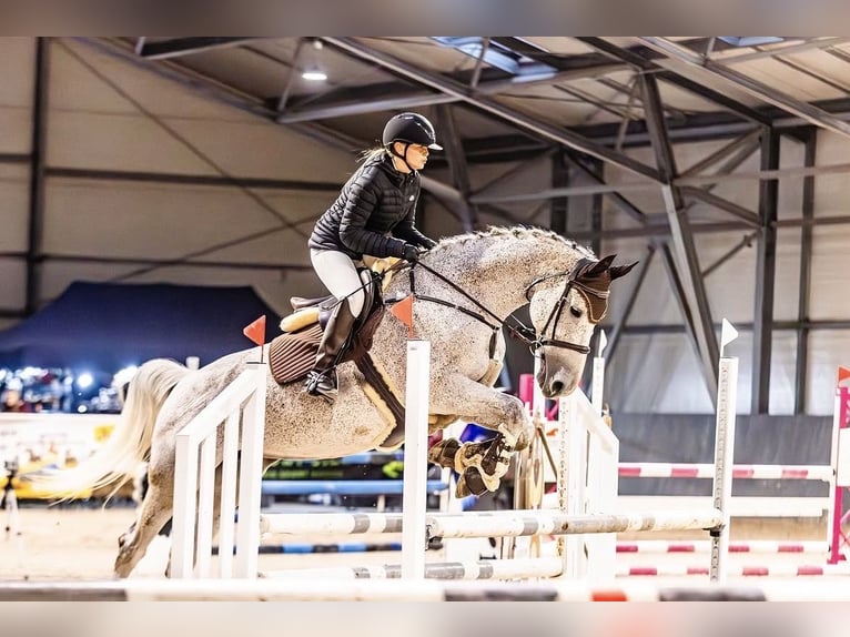 Belgisch Warmbloed Merrie 13 Jaar 168 cm Vliegenschimmel in Augustówek