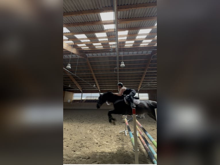Belgisch Warmbloed Merrie 13 Jaar 168 cm Zwartbruin in Lörrach