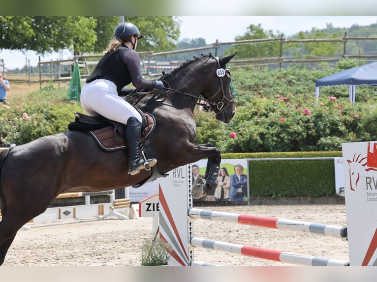 Belgisch Warmbloed Merrie 13 Jaar 168 cm Zwartbruin in Lörrach