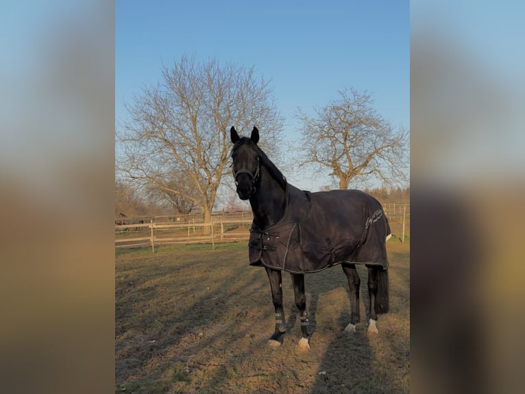 Belgisch Warmbloed Merrie 13 Jaar 168 cm Zwartbruin in Lörrach