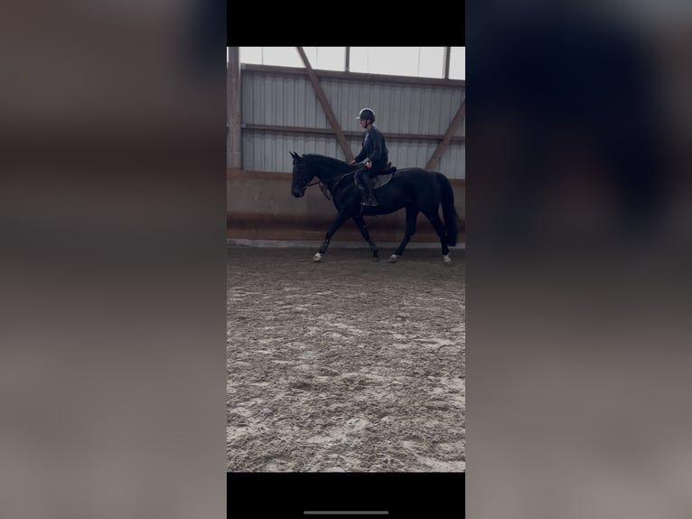 Belgisch Warmbloed Merrie 13 Jaar 168 cm Zwartbruin in Lörrach