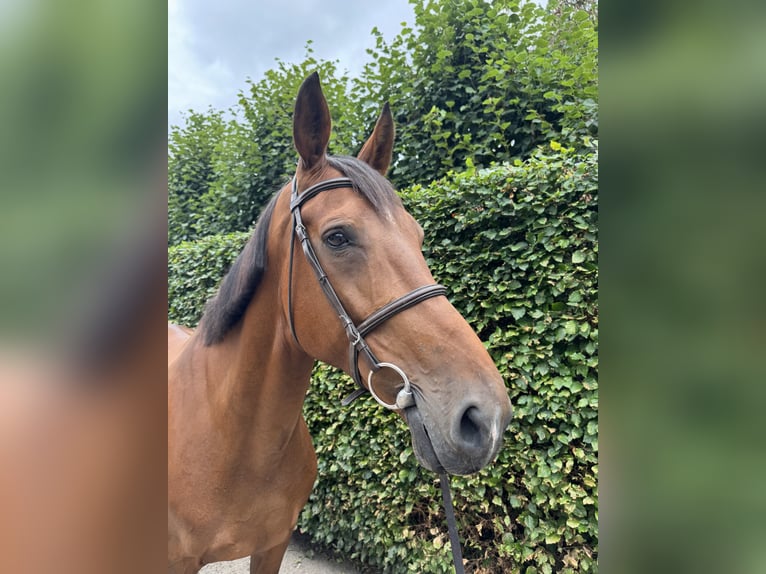 Belgisch Warmbloed Merrie 13 Jaar 172 cm Bruin in GROTE-BROGEL