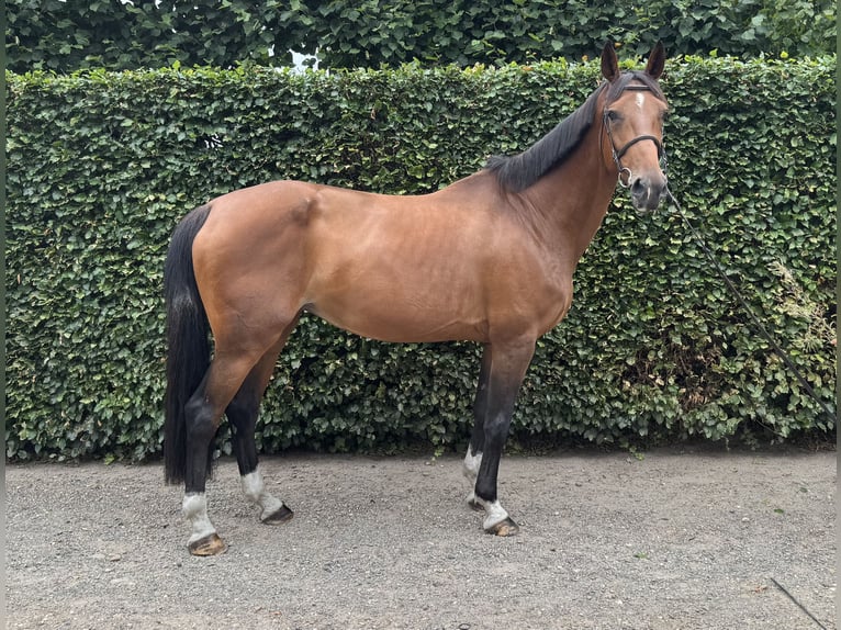 Belgisch Warmbloed Merrie 13 Jaar 172 cm Bruin in GROTE-BROGEL