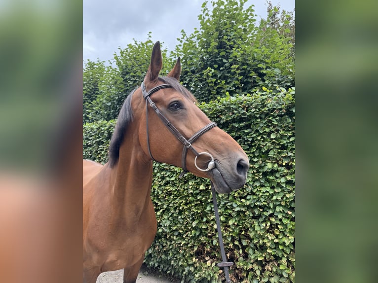 Belgisch Warmbloed Merrie 13 Jaar 172 cm Bruin in GROTE-BROGEL