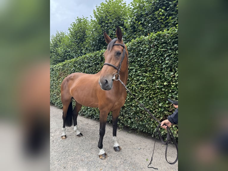 Belgisch Warmbloed Merrie 13 Jaar 172 cm Bruin in GROTE-BROGEL