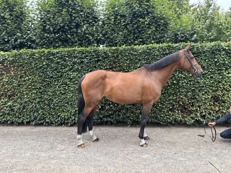 Belgisch Warmbloed Merrie 13 Jaar 172 cm Bruin in GROTE-BROGEL