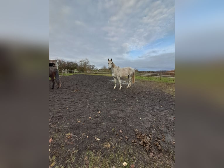 Belgisch Warmbloed Merrie 13 Jaar 173 cm Schimmel in Bois de Halleux 861  Charneux
