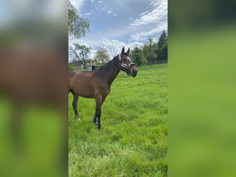 Belgisch Warmbloed Merrie 13 Jaar Bruin in Essen