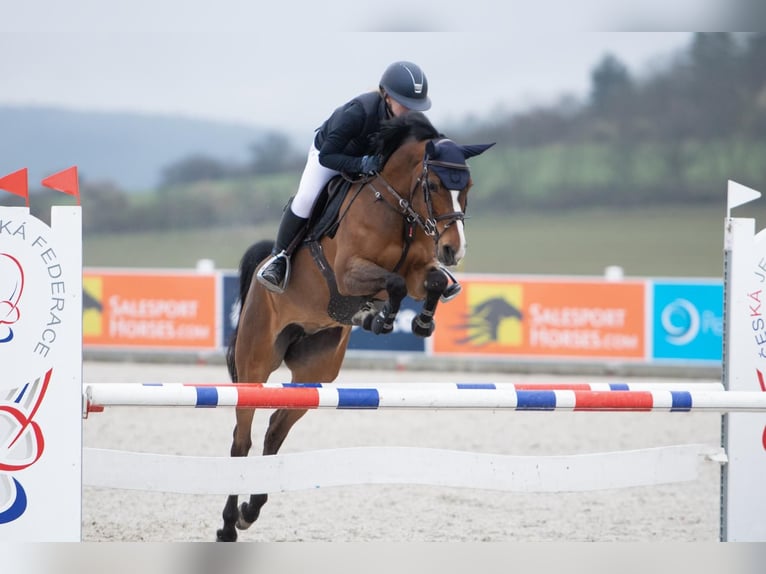 Belgisch Warmbloed Merrie 14 Jaar 148 cm Bruin in Prague