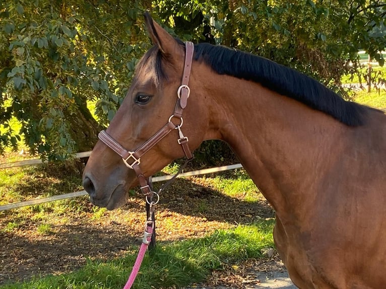 Belgisch Warmbloed Merrie 14 Jaar 160 cm Donkerbruin in Sprimont