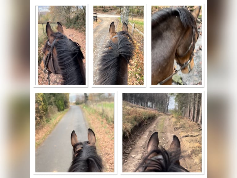 Belgisch Warmbloed Merrie 14 Jaar 160 cm Donkerbruin in Sprimont