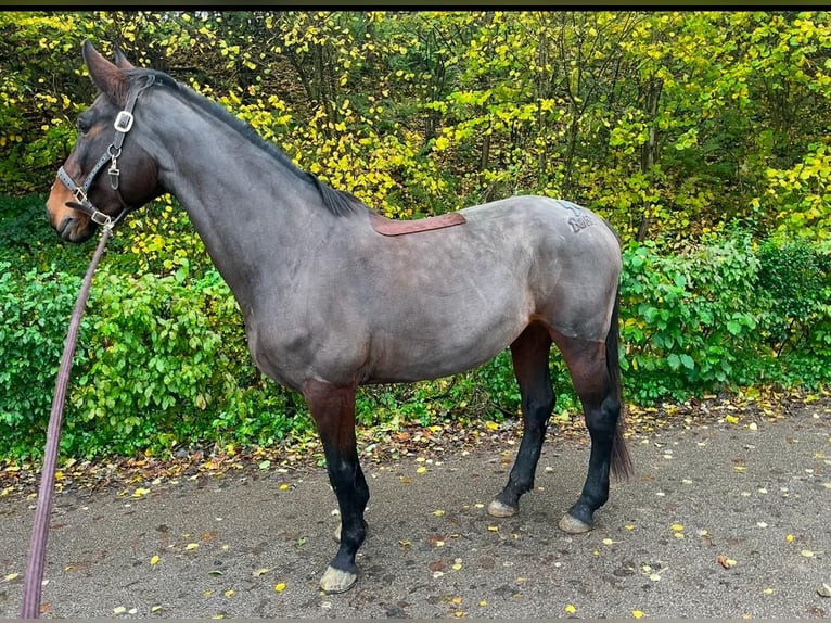 Belgisch Warmbloed Merrie 14 Jaar 164 cm Donkerbruin in Eupen