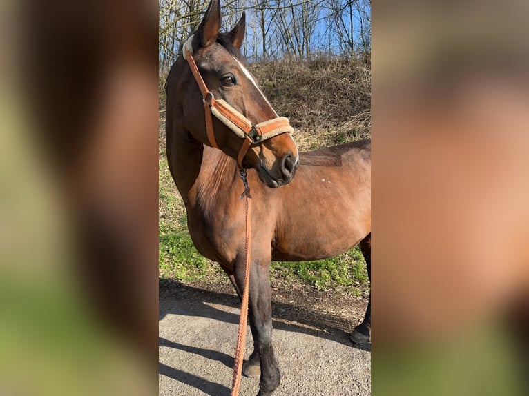 Belgisch Warmbloed Merrie 14 Jaar 164 cm Donkerbruin in Eupen