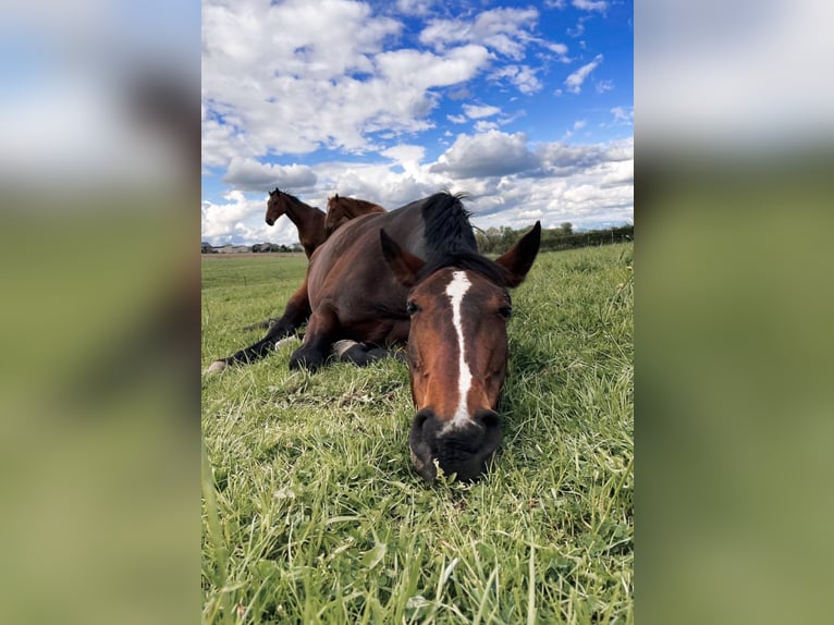 Belgisch Warmbloed Merrie 14 Jaar 164 cm Donkerbruin in Eupen