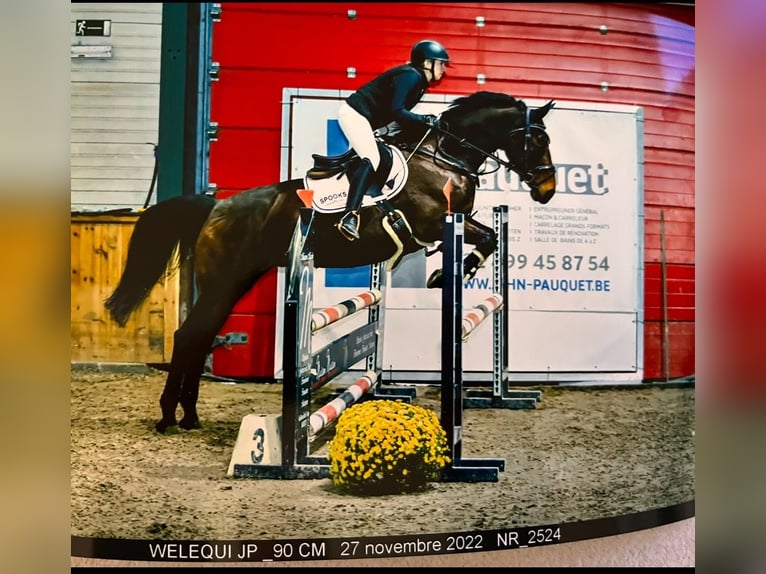 Belgisch Warmbloed Merrie 14 Jaar 164 cm Donkerbruin in Eupen