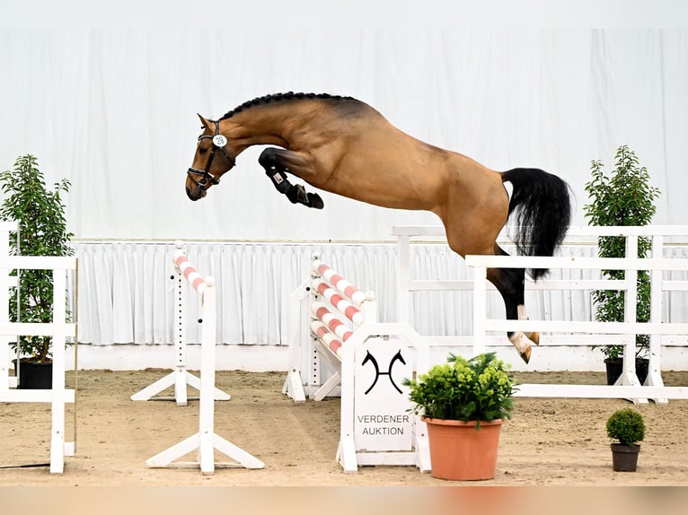 Belgisch Warmbloed Merrie 14 Jaar 171 cm Vos in Riedstadt